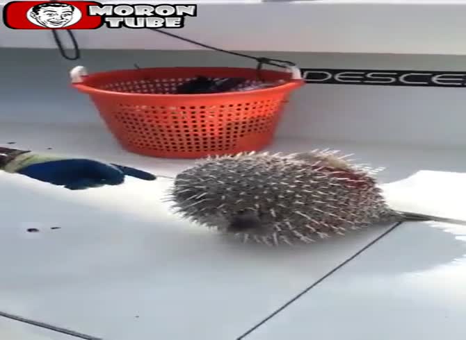 Video :He regrets it badly after sticking his finger in a pufferfish's jaws!